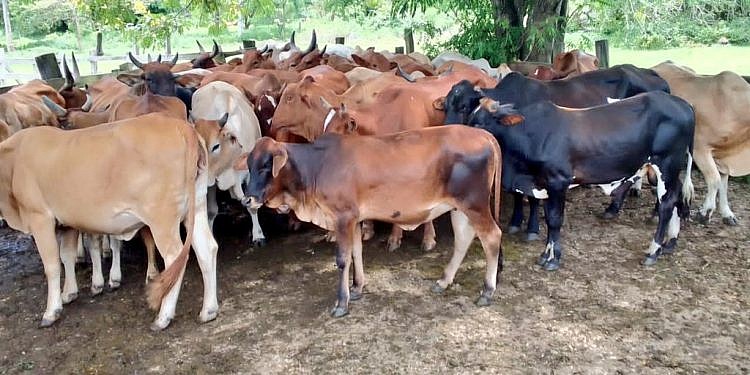 Farm worker, two others arrested as police recover 68 stolen cattle in Luwero