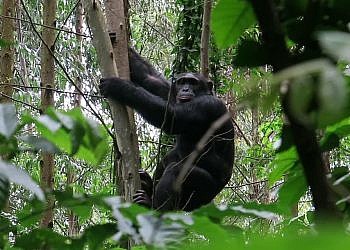 Oil expansion sparks fears of rising human–chimpanzee conflict in Bunyoro