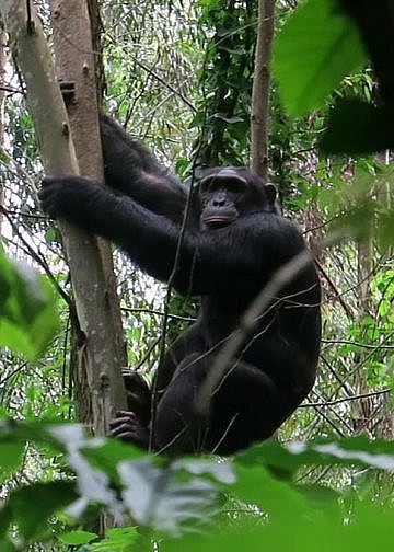 Oil expansion sparks fears of rising human–chimpanzee conflict in Bunyoro