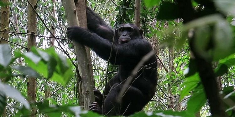 Oil expansion sparks fears of rising human–chimpanzee conflict in Bunyoro
