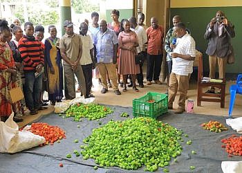 Bunyoro farmers secure export deal to supply European markets