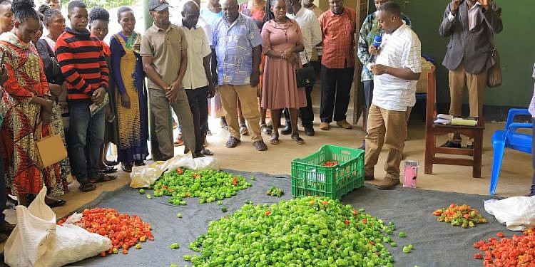 Bunyoro farmers secure export deal to supply European markets