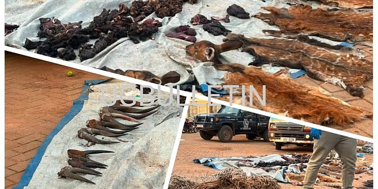 22 arrested as police intercept taxi carrying wildlife meat in Nakaseke