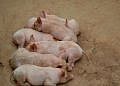 NAGRC&DB to set up regional pig breeding centres, poultry,fish hatcheries for PDM farmers