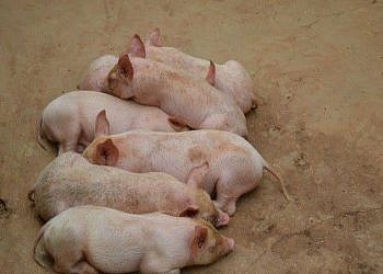 NAGRC&DB to set up regional pig breeding centres, poultry,fish hatcheries for PDM farmers