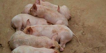 NAGRC&DB to set up regional pig breeding centres, poultry,fish hatcheries for PDM farmers