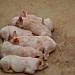 NAGRC&DB to set up regional pig breeding centres, poultry,fish hatcheries for PDM farmers