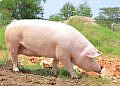 PDM farmers applauded NAGRC for quality dairy heifers, piglets, oultry chicks