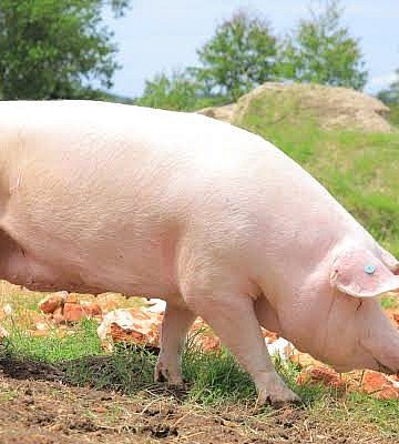 PDM farmers applauded NAGRC for quality dairy heifers, piglets, oultry chicks