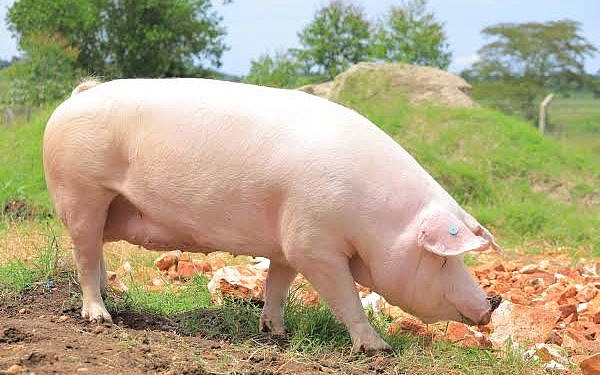 PDM farmers applauded NAGRC for quality dairy heifers, piglets, oultry chicks