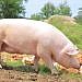PDM farmers applauded NAGRC for quality dairy heifers, piglets, oultry chicks