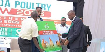 Poultry industry warns of maize, soya shortage as feed costs rise
