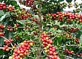 Uganda’s coffee exports, earnings fall amid drough and global price pressure