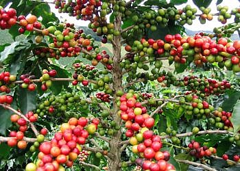 Uganda’s coffee exports, earnings fall amid drought and global price pressure