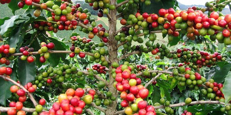 Uganda’s coffee exports, earnings fall amid drought and global price pressure