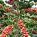 Uganda’s coffee exports, earnings fall amid drought and global price pressure