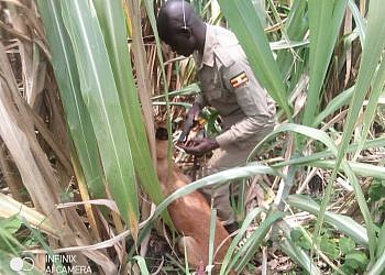 Two arrested over murder of their 95-year-old mother in Kagadi