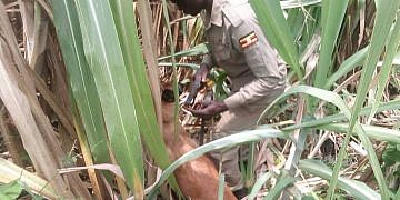 Two arrested over murder of their 95-year-old mother in Kagadi