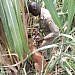 Two arrested over murder of their 95-year-old mother in Kagadi