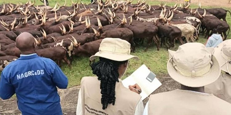 COSASE probes loss of 357 acres at Njeru Government Stock Farm