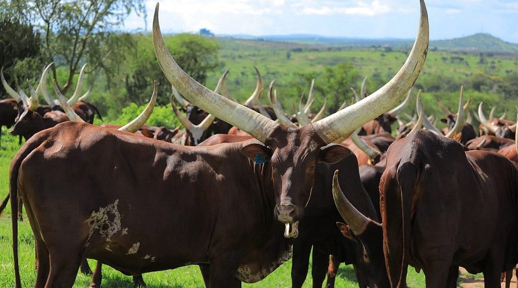 NAGRC&DB Advances Pure Ankole Dairy Breeding at Nshaara Ranch