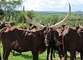 NAGRC&DB Advances Pure Ankole Dairy Breeding at Nshaara Ranch
