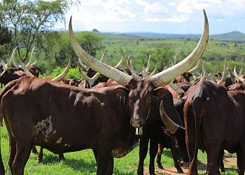NAGRC&DB Advances Pure Ankole Dairy Breeding at Nshaara Ranch
