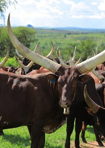 NAGRC&DB Advances Pure Ankole Dairy Breeding at Nshaara Ranch