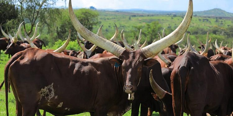 NAGRC&DB Advances Pure Ankole Dairy Breeding at Nshaara Ranch