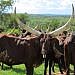 NAGRC&DB Advances Pure Ankole Dairy Breeding at Nshaara Ranch