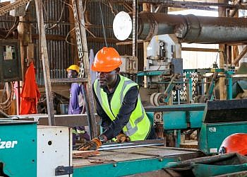 FAO launches program to support 54 Ugandan forestry enterprises
